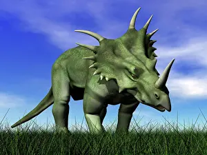 Styracosaurus: Styracosaurus dinosaur walking in the grass