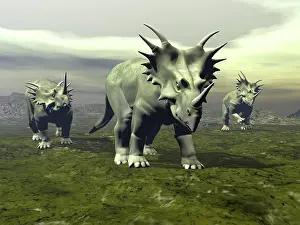 Styracosaurus: Three Styracosaurus dinosaurs