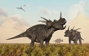 Styracosaurus: Styracosaurus dinosaurs calling out to each other