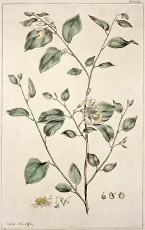 Ericales: Styrax benzoin, gum benjamin