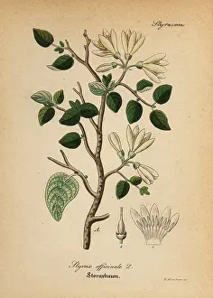Styrax: Styrax bush, Styrax officinalis