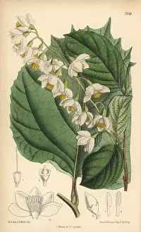 Hand Coloured: Styrax obassia, native of Japan and Korea