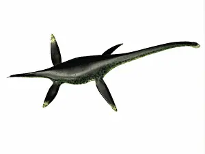 Plesiosaur: Styxosaurus prehistoric reptile, high angle view