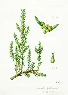 Shrubby: Suaeda fruticosa - shrubby seablight