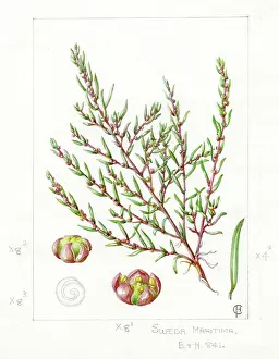Maritima: Suaeda maritima - herbaceous seepweed