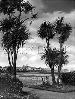 Climates: SUB-TROPICAL CORNWALL