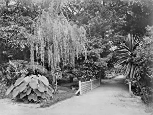 Pteridophyta: Subtropical garden