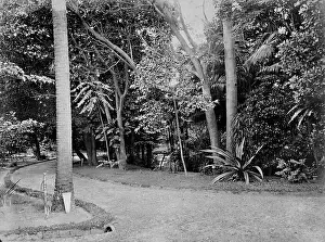 Arecaceae: Subtropical garden