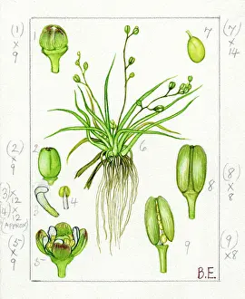 Aberdeenshire: Subularia aquatica - water awlwort