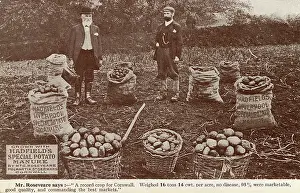 Manure: A succesful crop of potatoes grown using Hadfield's Manure