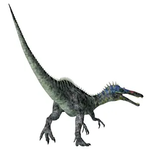 Spiked: Suchomimus dinosaur on white background
