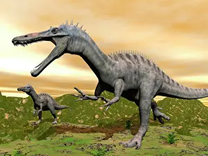 Suchomimus: Two Suchomimus dinosaurs running