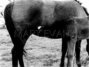Suckles: SUCKLING FOAL