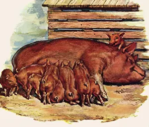 Piglets: Suckling Piglets with Mother