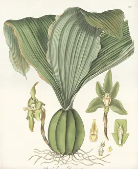 Liverpool Botanic Garden: Sudamerlycaste barringtoniae orchid