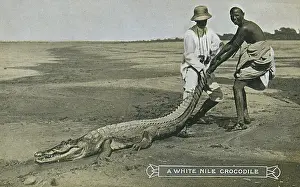 Crocodiles: Sudan - A White Nile Crocodile