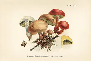 Cracking: Suede bolete and red cracking bolete