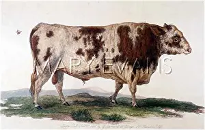 Egremont: SUFFOLK BULL / EGREMONT