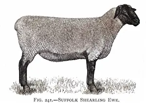Shorn: Suffolk Shearling ewe breed of sheep