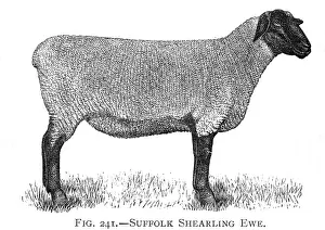 Shorn: Suffolk Shearling ewe breed of sheep
