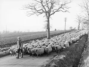 Cabbages: SUFFOLK SHEPHERD