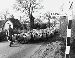Ewes: SUFFOLK SHEPHERD