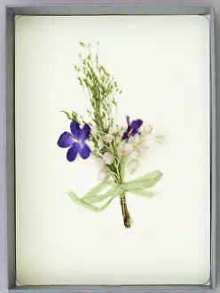 Harry Price: Suffragette Button Hole