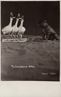 Cackling: Suffragette Geese want a Vote