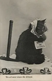 Suffragette Militant Cat