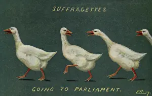 Perceived: Suffragettes Geese to Parliament