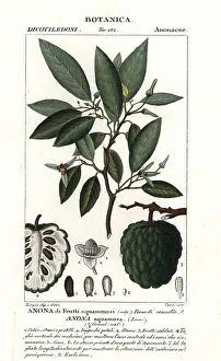 Squamosa: Sugar apple, Annona squamosa