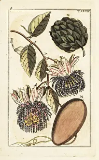 Passionflower: Sugar apple and water lemon