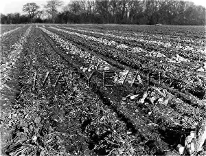 Carting: SUGAR BEET CROP