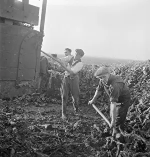 Fens: Sugar Beet Farming