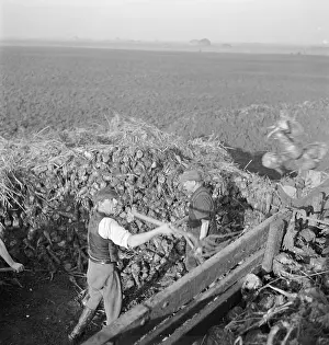 Fens: Sugar Beet Farming