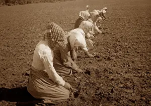 Beet: Sugar beet farming in Sweden