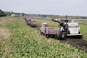 Morev: Sugar Beet Harvest