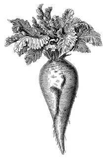 Beta: Sugar beet plant