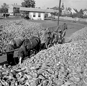 Beets: Sugar beets