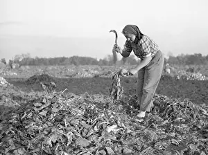 Beets: Sugar beets harvest