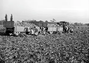 Beets: Sugar beets harvest