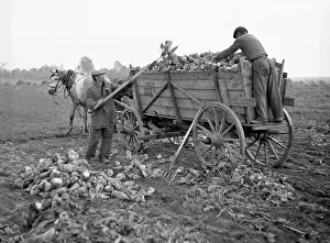 Beets: Sugar beets harvest