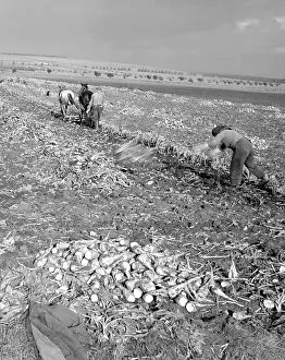 Beets: Sugar beets harvest