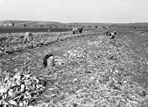 Beets: Sugar beets harvest
