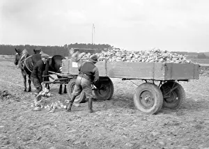 Beets: Sugar beets harvest