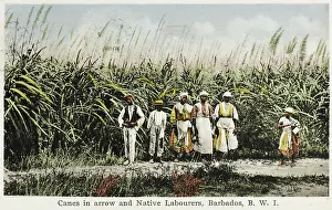 Bajan: Sugar Cane field - Barbados