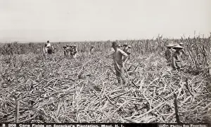 Maui: Sugar Cane Fields, workers cutting cane, Maui, Hawaii