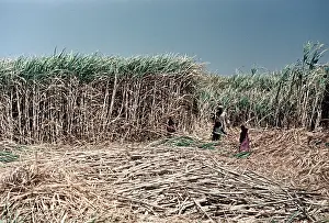 Sugarcane: Sugar cane harvest, Egypt 1956