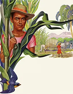 Harvesters: Sugar Cane Harvesters