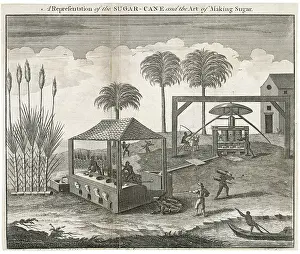 Sieving: Sugar Cane - Making Sugar